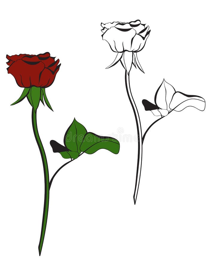 Red rose vector illustration