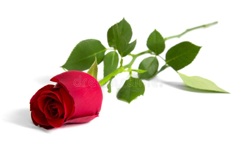Red rose stock photo Red rose stock photo