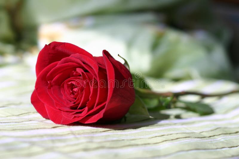 Red Rose on Black Background Stock Image - Image of life, celebration ...
