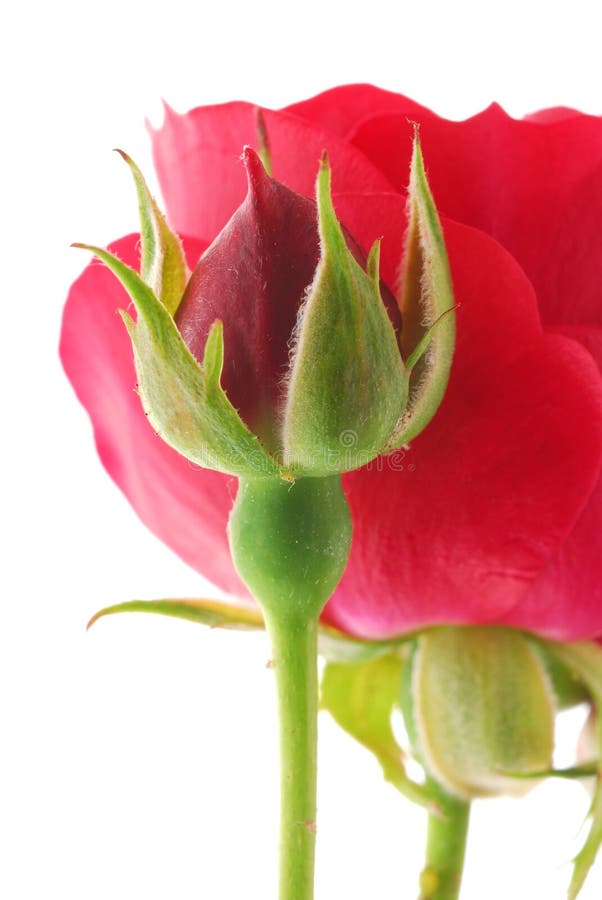 Upside Down Rose stock photo. Image of blooming, pretty 2318124