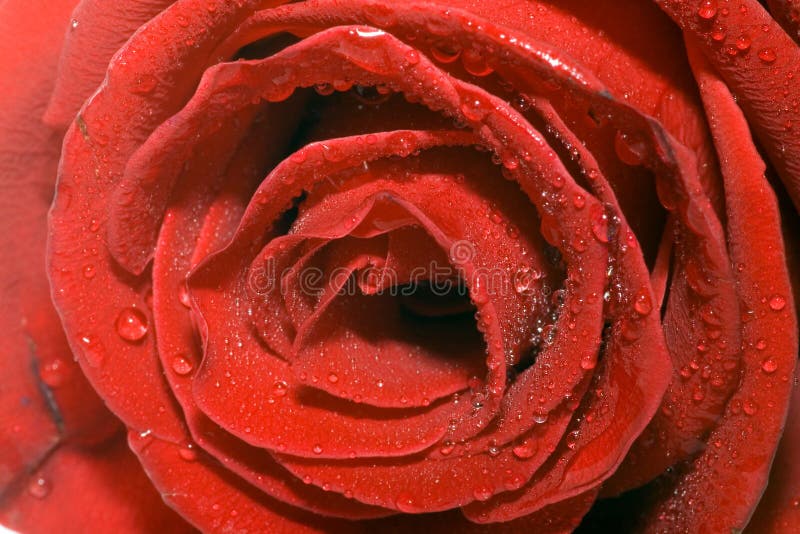 Red rose