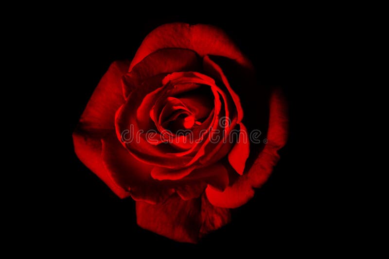 Red rose