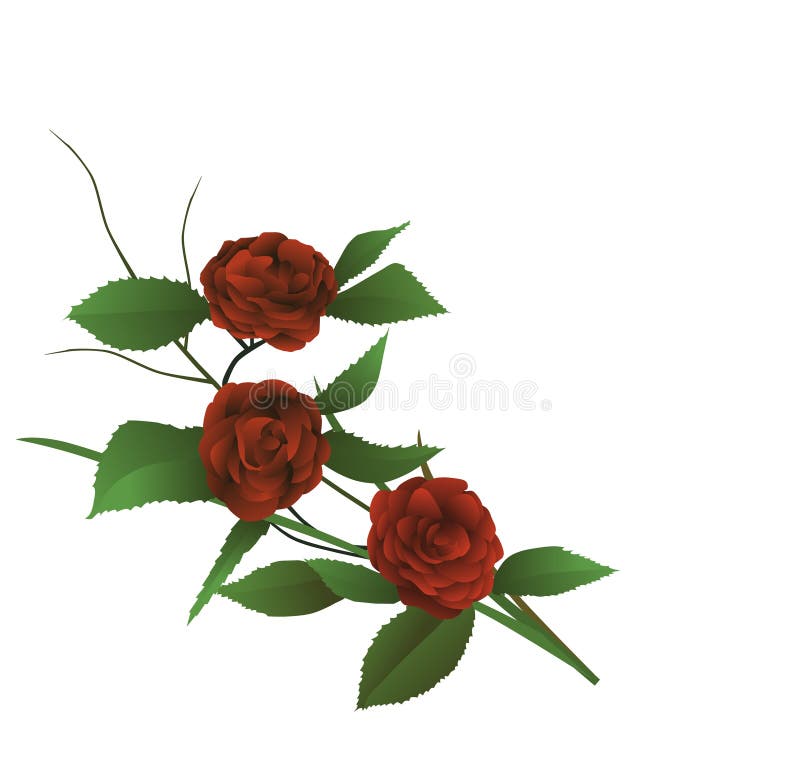 red rose with vine drawing