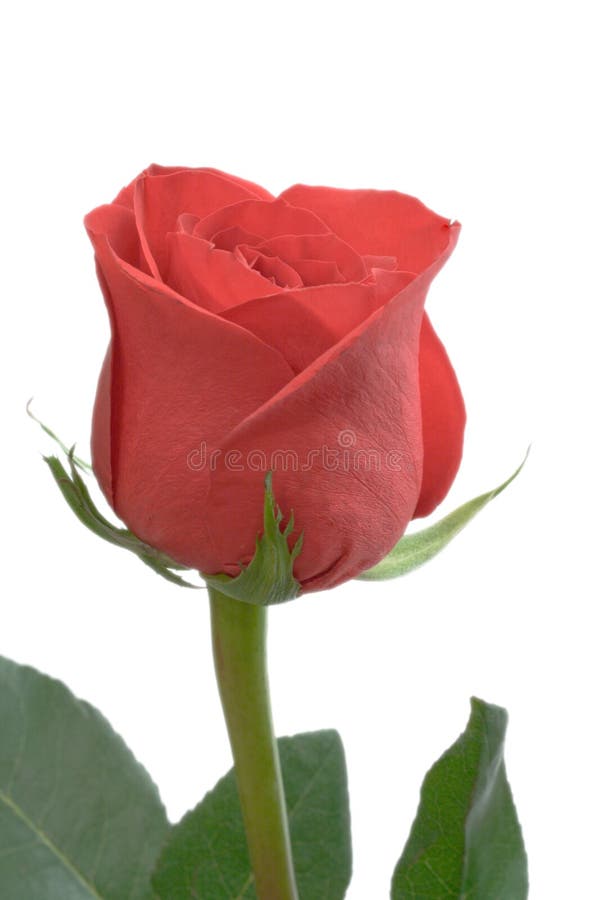 Red rose stock image
