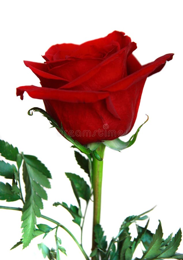 Red rose royalty free stock photos