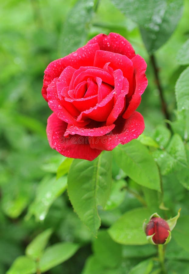 Red rose stock image. Image of closeup, beautiful, drops 5598757