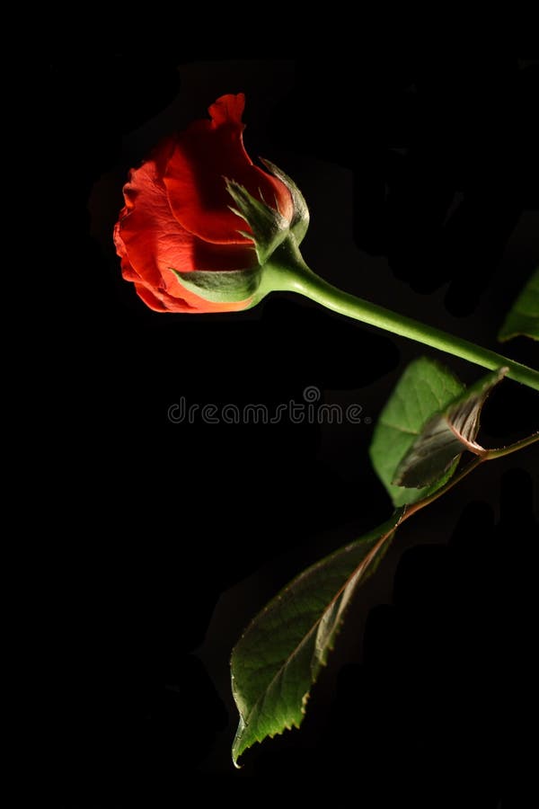 Red rose royalty free stock photo