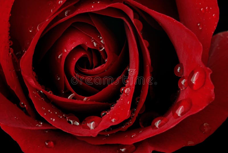 Macro immagine di dark red rose con le goccioline d'acqua.