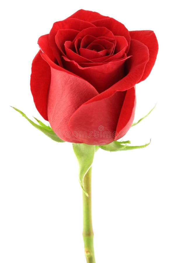 Red rose stock image. Image of isolated, object, single - 7232471