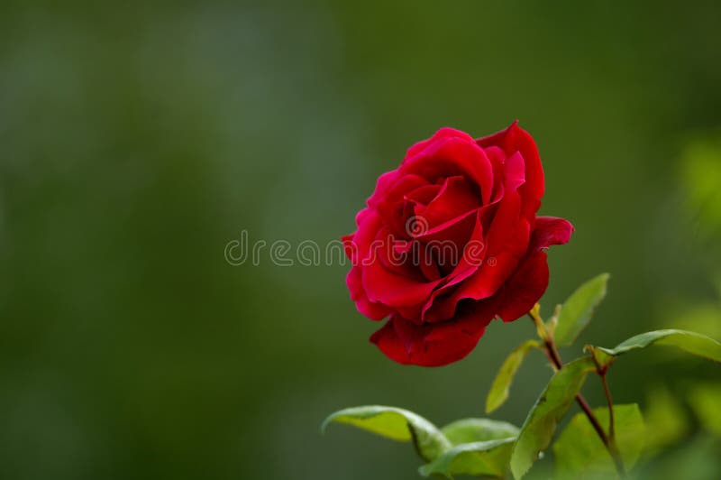 Red rose s zelenom pozadí (kópia priestor)