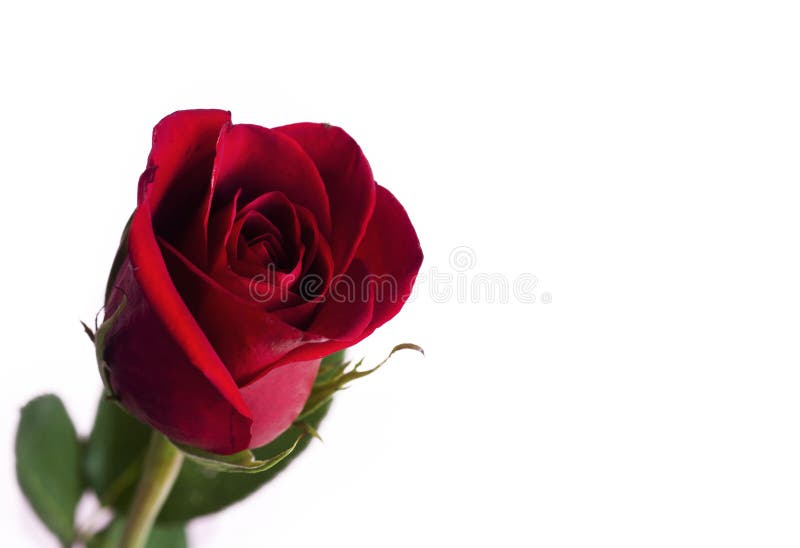 Red rose