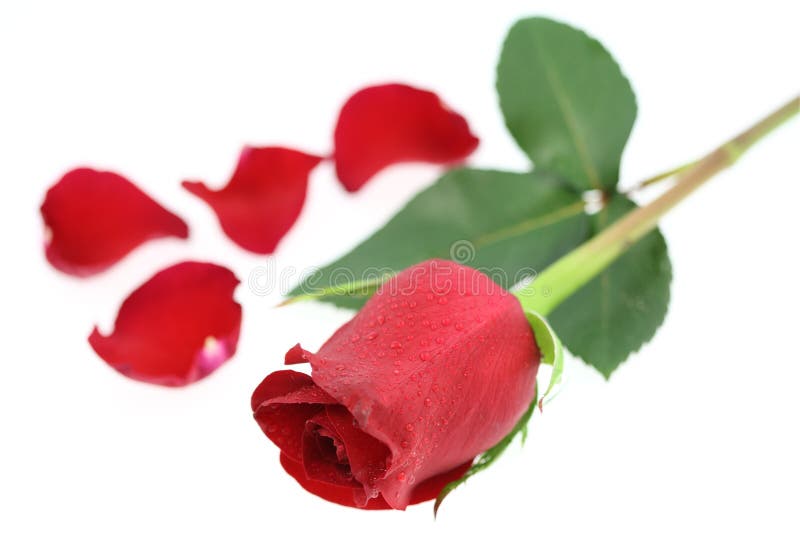 Red rose royalty free stock photography
