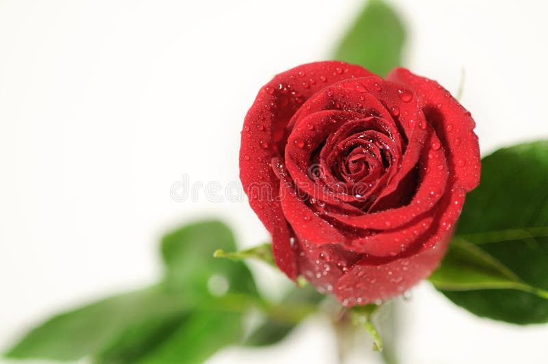 Red rose.