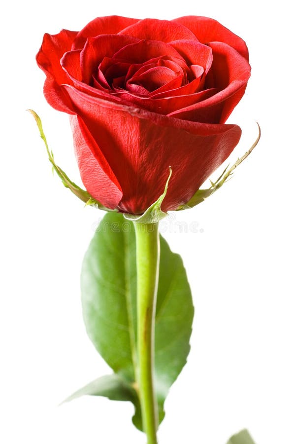 Red rose stock photos