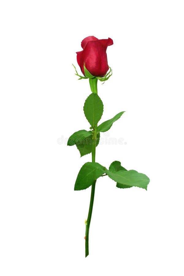 Red rose stock photo. Image of stem, scarlet, passion - 13526806