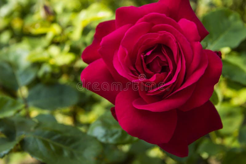 Red Rose stock image. Image of buds, beautiful, nature 72802359