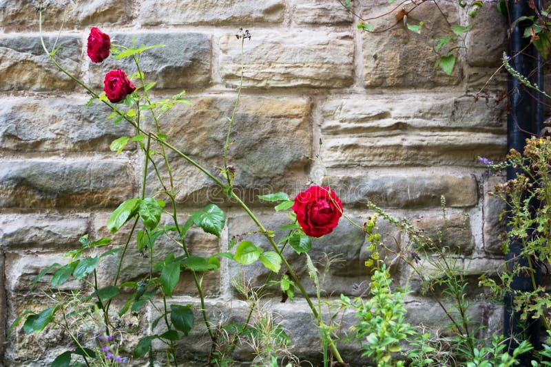 Red Rose Against a Stone Wall in a Garden. Stock Image Image of focus