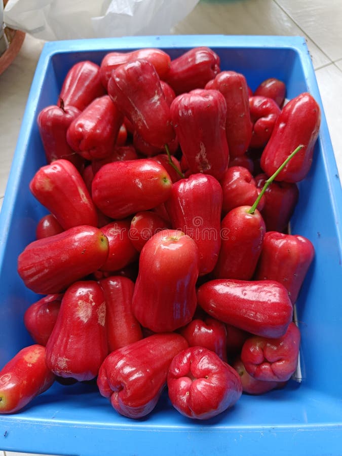 Red Rose Apple in a Blue Basket. Malay Apples Freshly Picked from the