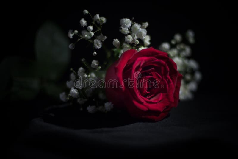 Red Rose Baby's Breath Bouquet Stock Photos Free & RoyaltyFree Stock