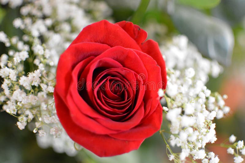 Red Rose with Baby S Breath Stock Photo Image of baby, love 58528476