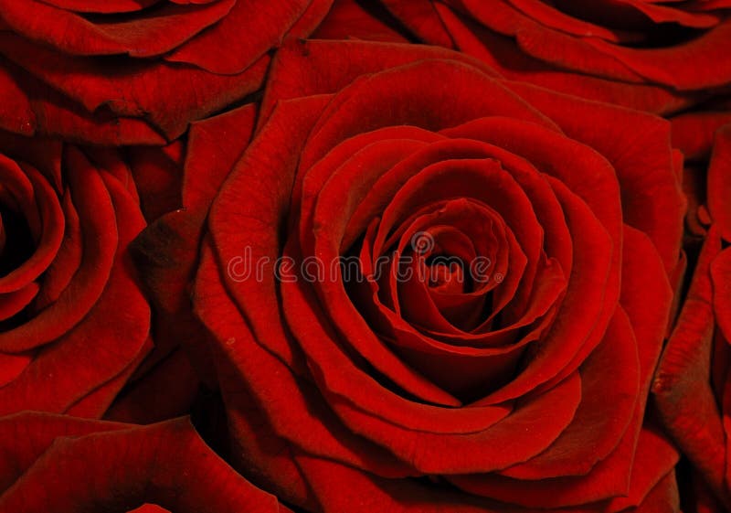 Red rose background