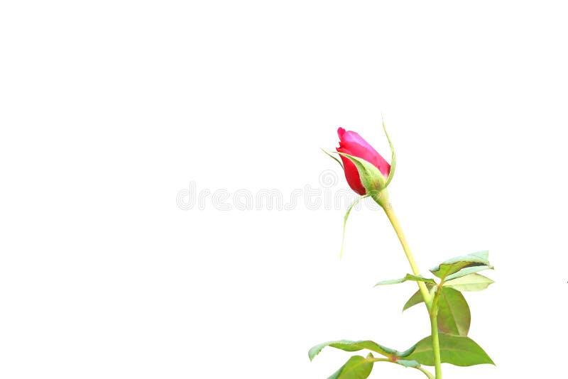 Red rose background, bud flower