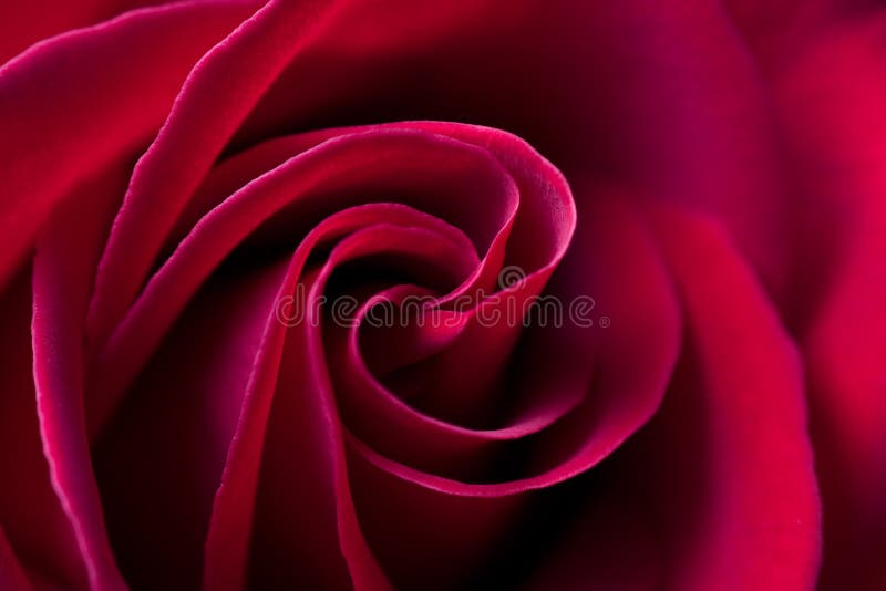 54,188 Simple Flower Background Stock Photos - Free & Royalty-Free Stock  Photos from Dreamstime