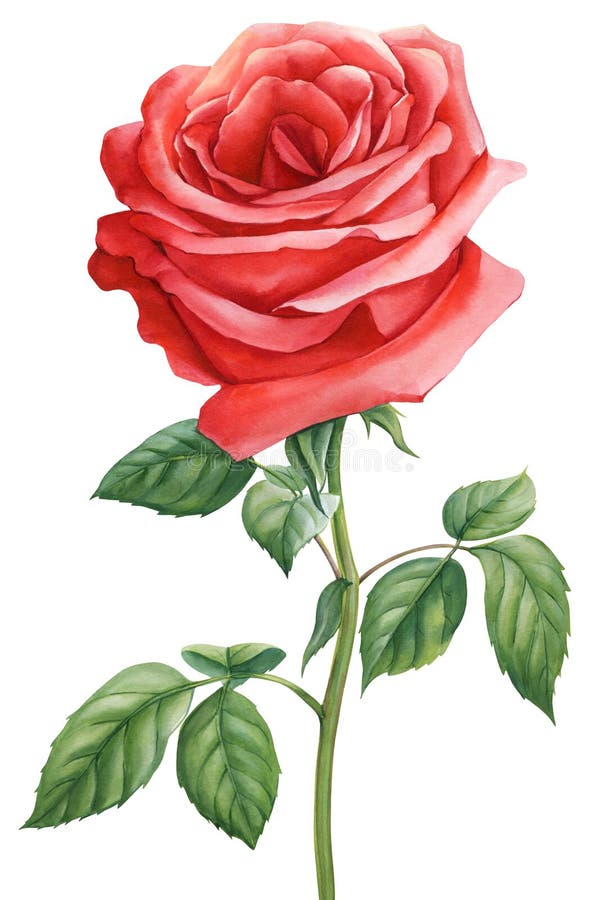 Red Rose Beautiful Flower, Isolated White Background, Watercolor ...