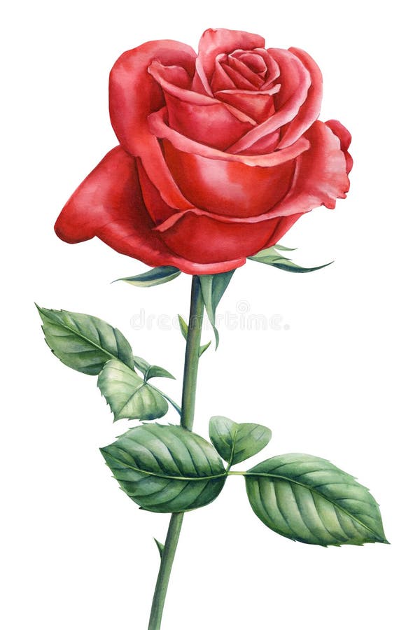 Red Rose Beautiful Flower, Isolated White Background, Watercolor ...