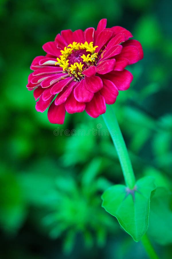 Zinnia flower stock photo. Image of blossomy, closeup 30277366