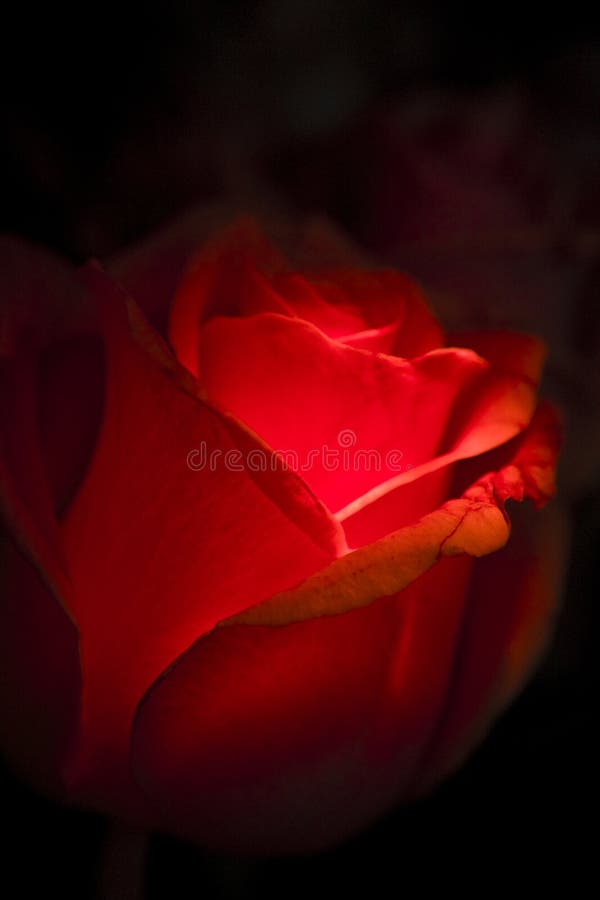 Red rose on black royalty free stock photos