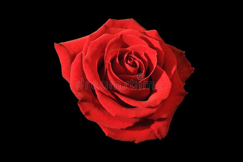 red rose with black background hd wallpaper