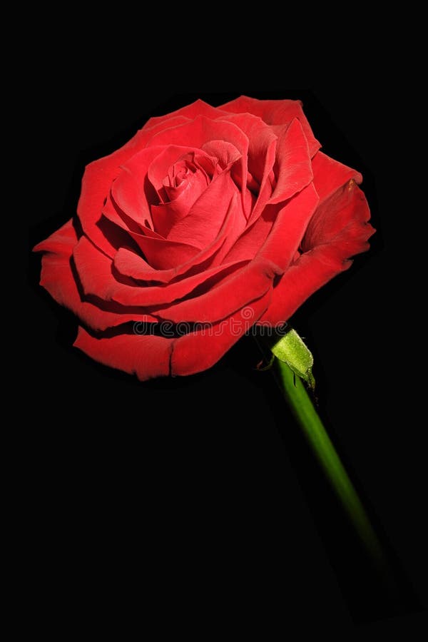 Red Rose on the Black Background Stock Photo - Image of spikes ...