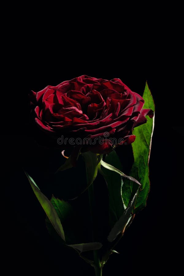 Red Rose on a Black Background Stock Photo - Image of beautiful ...