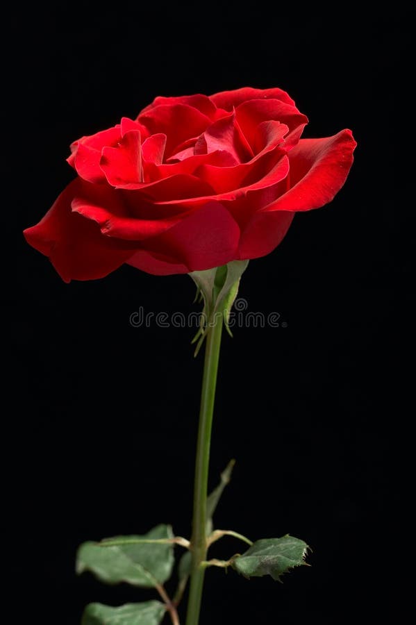 Red Rose Black Background stock image. Image of emotion - 1880597 Red Rose Black Background stock image. Image of emotion - 1880597