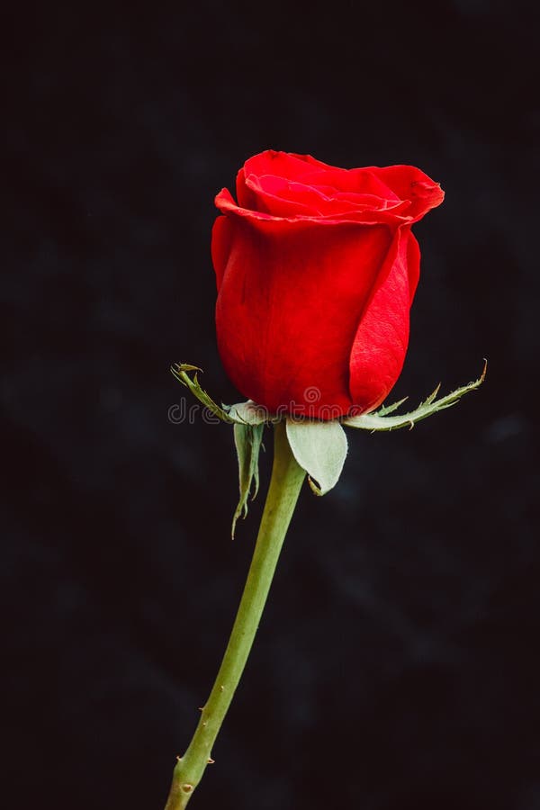 Red Rose on a Black Background Stock Photo Image of love, background