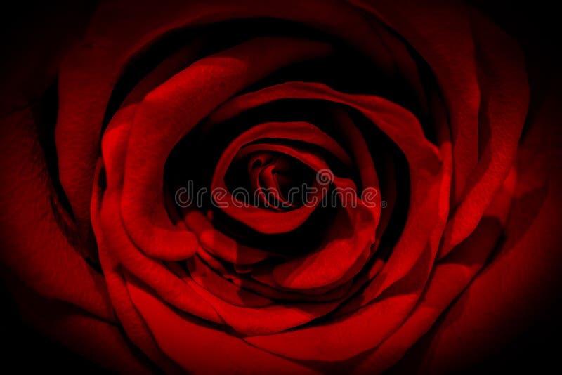 62,520 Red Rose Black Background Stock Photos - Free & Royalty-Free Stock  Photos from Dreamstime