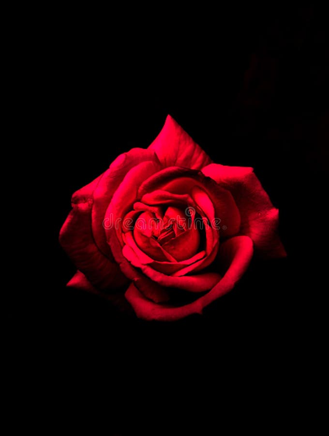 Đỏ hồng đen nền - một bức tranh tuyệt đẹp, nơi hoa hồng đỏ tươi nở rực rỡ trên nền đen làm nổi bật sự quyến rũ của chúng. Nếu bạn yêu thích sắc đỏ và muốn nhìn thấy hoa hồng tuyệt đẹp đang tươi tắn trên nền đen ấm áp, hãy đến và chiêm ngưỡng bức tranh ảnh này ngay. Nó sẽ khiến bạn say đắm và cảm thấy thật sự phấn chấn.