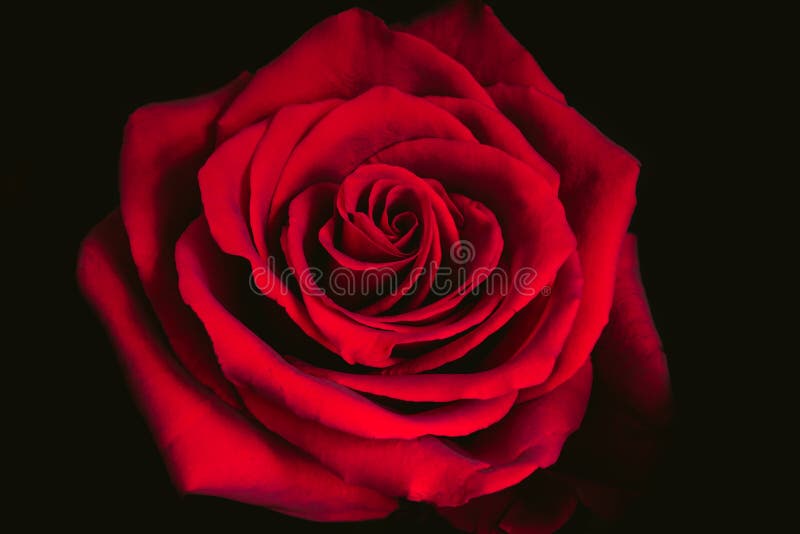 Red Rose on Black Background. Macro. Stock Image - Image of ...