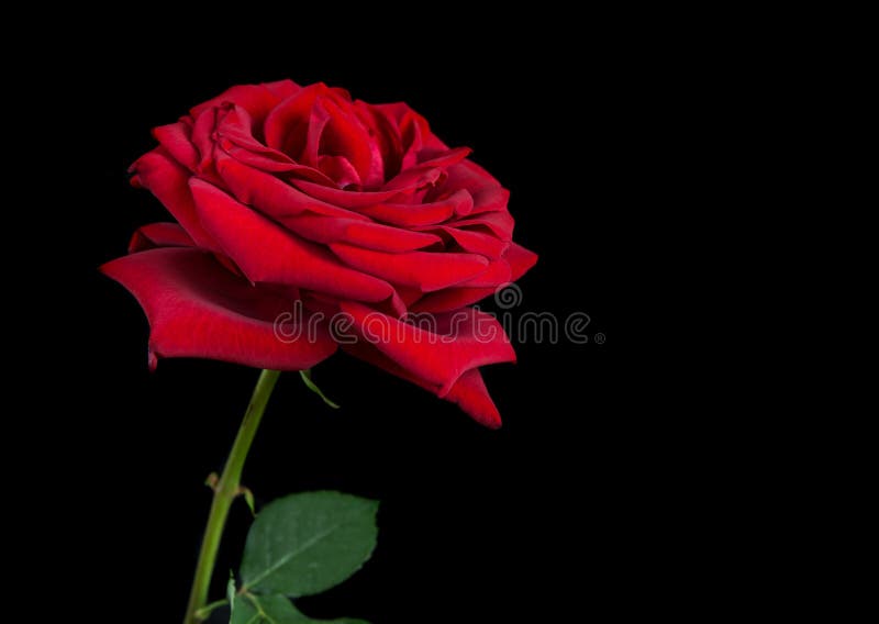Red Rose on a Black Background Stock Image - Image of flower ...