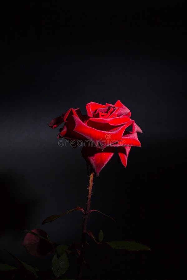 Red Rose on a Black Background Stock Image - Image of natural, dark:  162874969