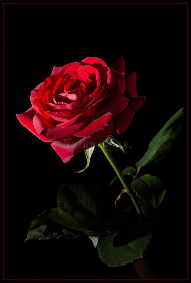 Featured image of post Wallpaper Red Rose On Black Background / Support us by sharing the content, upvoting wallpapers on the page or sending your own background pictures.