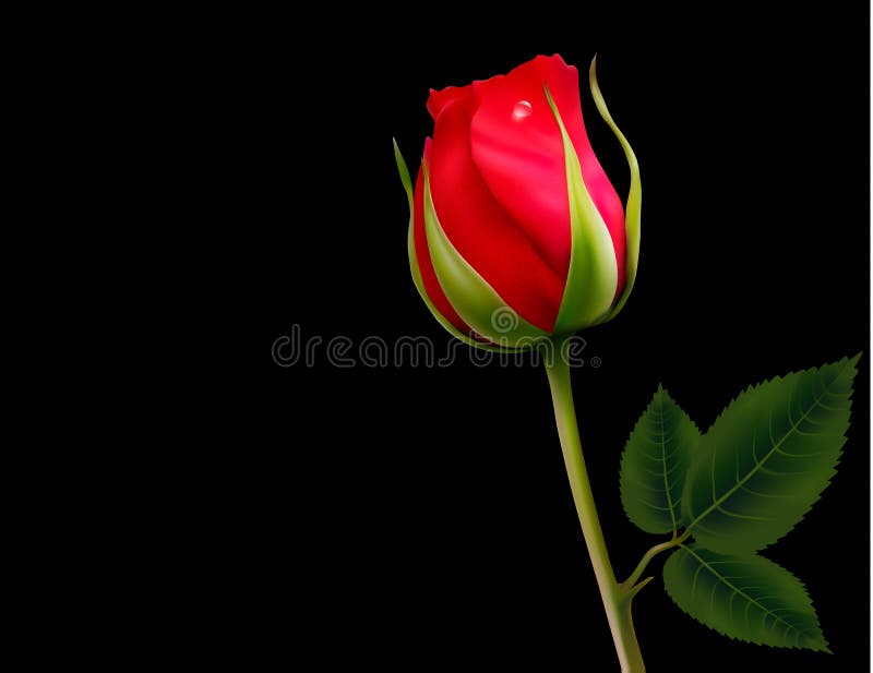 Một bông hoa hồng đỏ nổi bật tỏa sáng trên nền đen rực rỡ, làm nổi bật vẻ đẹp nổi bật của nó. Bức ảnh này vô cùng tuyệt đẹp và đầy tình cảm sẽ mang đến cho bạn những cảm xúc mãnh liệt khi chinh phục lịch đểp của riêng mình.