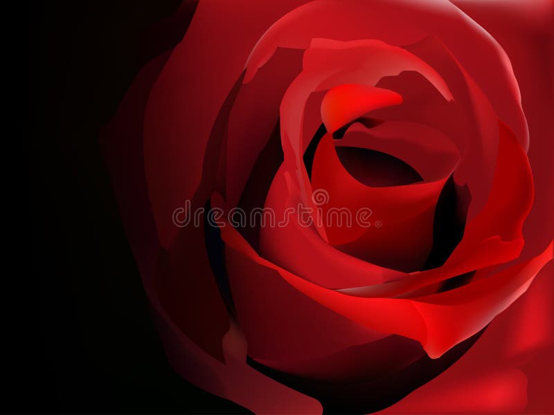 Róża w czerni