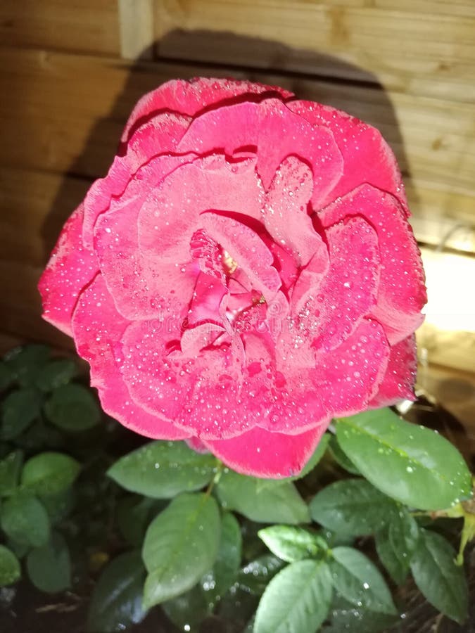 Red Rose Blooming in the Dark Night Stock Image Image of blooming