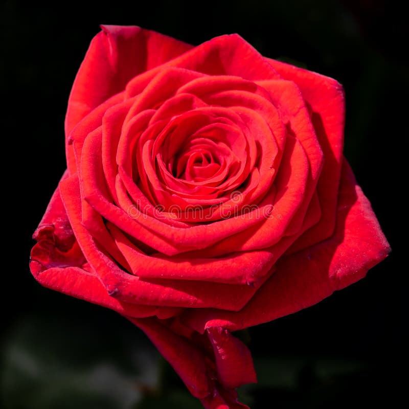 Red Rose Blossoming Rose Signal Red Rose Blossom Symbol Of Love
