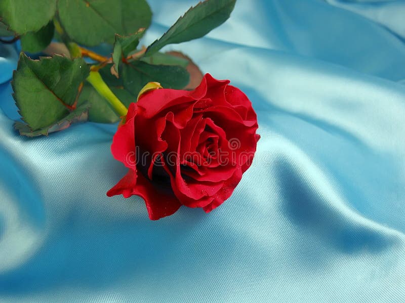 Red rose on blue