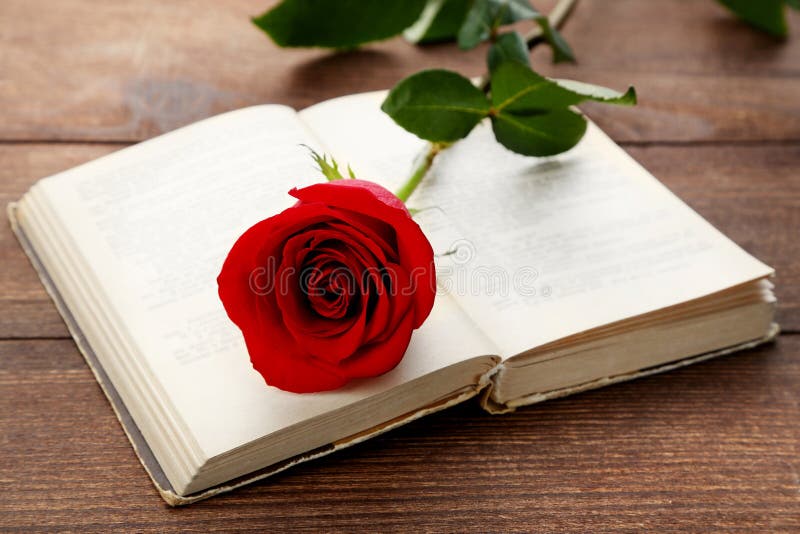 in the name of the rose book in the name of the rose book