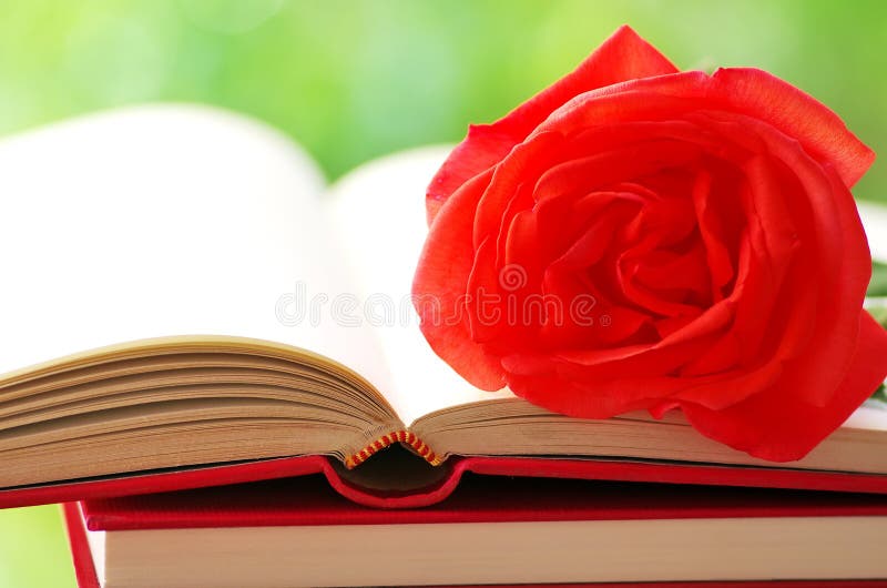 Red rose on book stock image. Image of blossom, flower 73860643