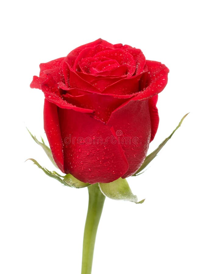 Red Rose Bud royalty free stock image
